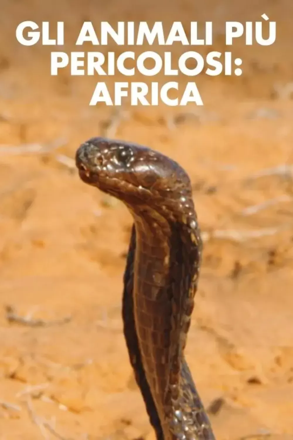 Gli Animali più Pericolosi - Africa Locandina 2